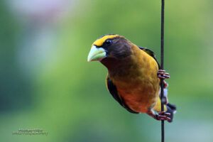 Evening Grosbeak3906617732